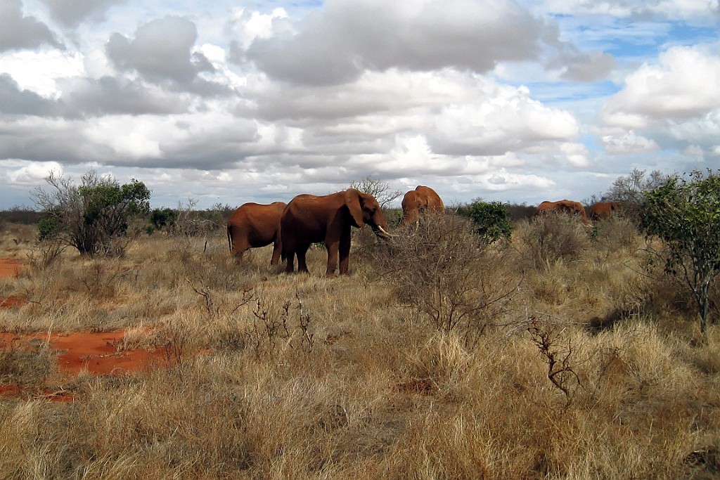 Kenia (352).jpg